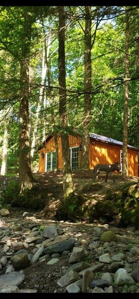 Winston's wooden cabin among pine trees beside the brook
